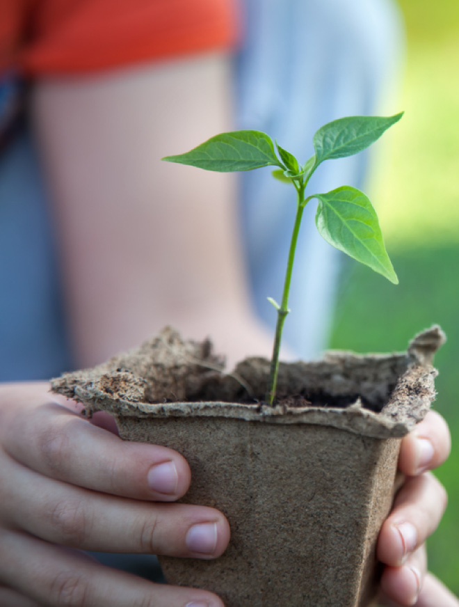 MY TREE ジュニア・くすのきプログラムとは?
